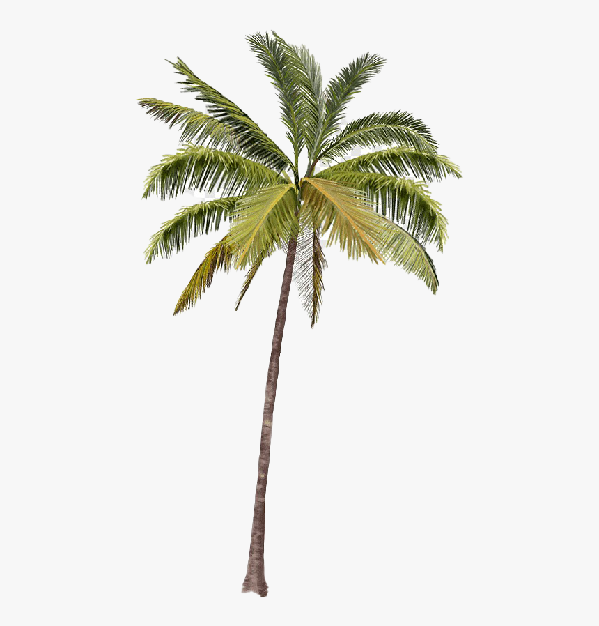 Long Coconut Tree Png Hd Image - Coconut Tree Transparent Background, Png Download, Free Download