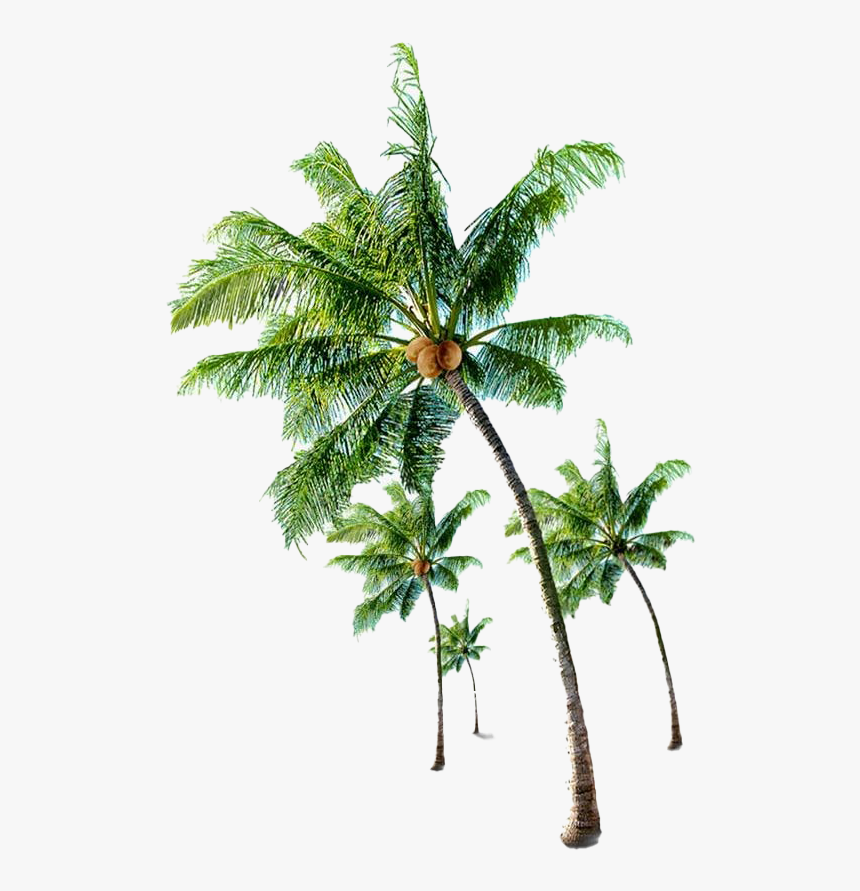 Long Coconut Tree Png High Quality Image - Coconut Tree With Coconut Png, Transparent Png, Free Download