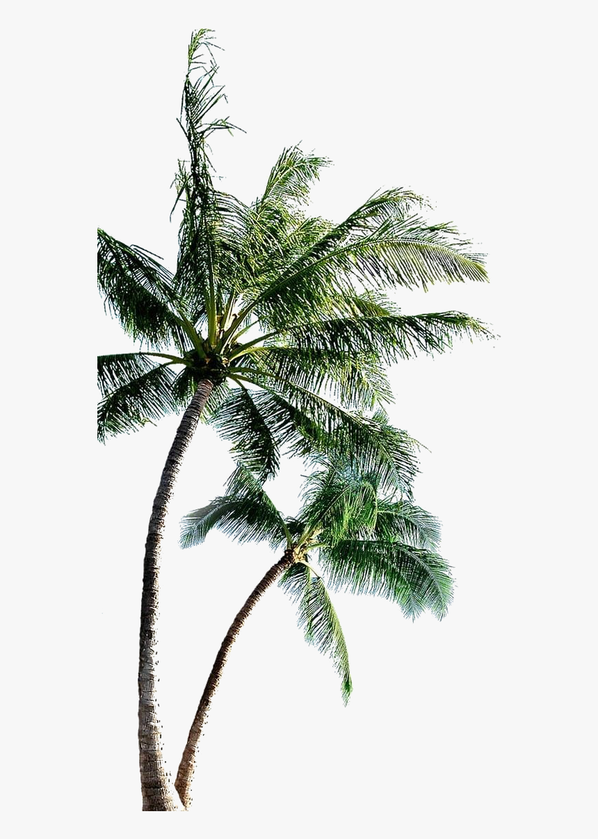 Long Coconut Tree Png Pic - Transparent Background Palm Tree Png, Png Download, Free Download