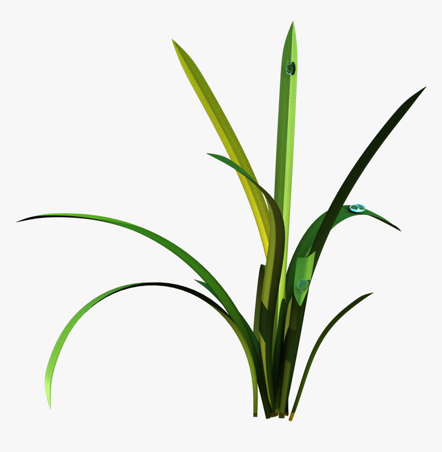 Grass, HD Png Download, Free Download