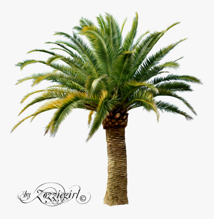 Palm Tree Png, Palm Trees, Oasis, Cactus Plants, Pineapple, - Date Palm Tree Png, Transparent Png, Free Download