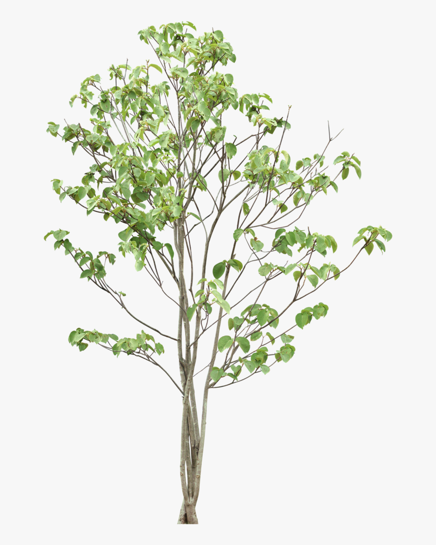 Trees Png Download - Cassava Tree Png, Transparent Png, Free Download