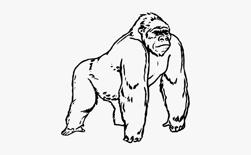 Clipart - Gorilla Drawing, HD Png Download, Free Download