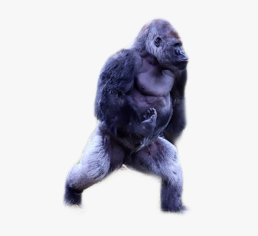 Silverback Freeto Freetoedit - Western Lowland Gorilla, HD Png Download, Free Download