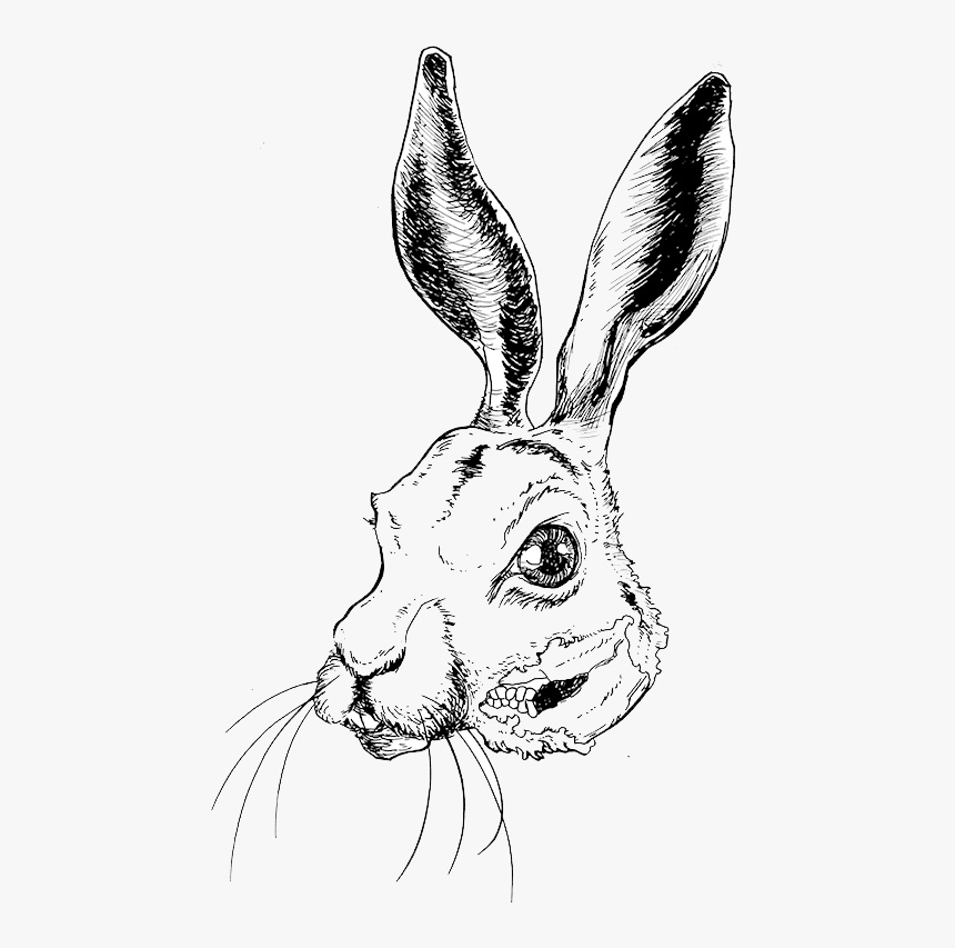 Artists - Domestic Rabbit, HD Png Download, Free Download