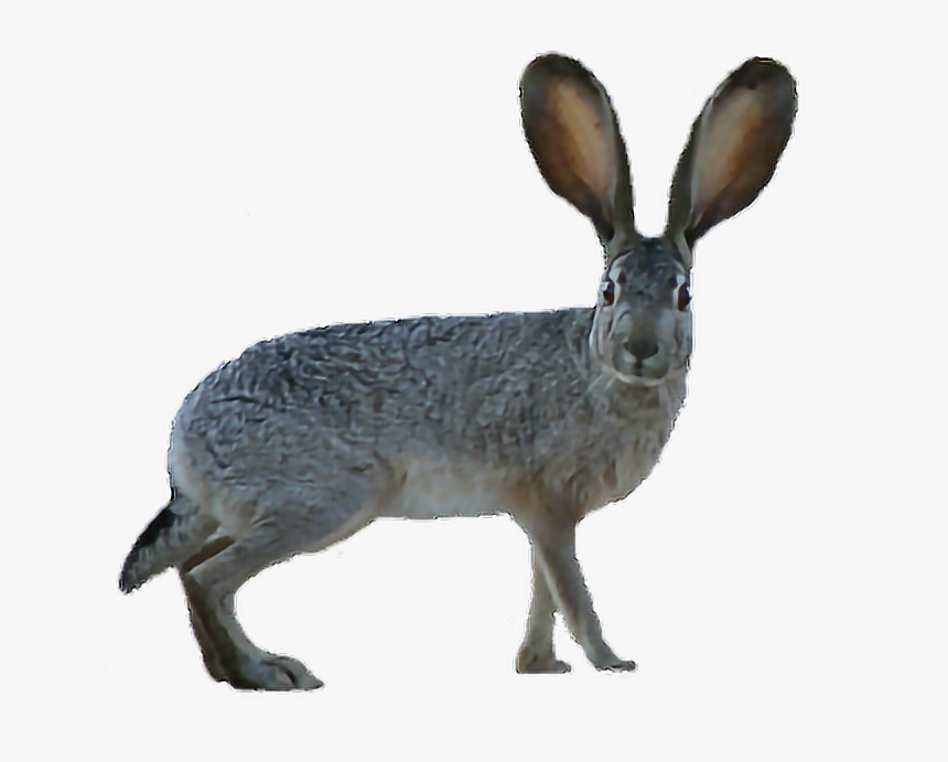 #animal #jackrabbit #australia #cute #australiaanimal - Brown Hare, HD Png Download, Free Download