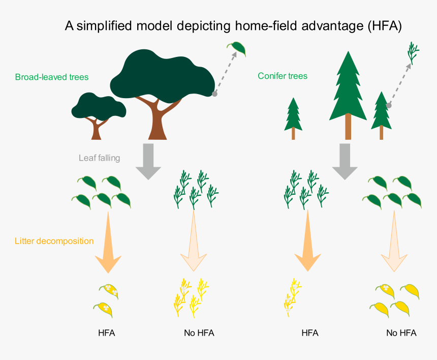 Decomposition Plant Model, HD Png Download, Free Download