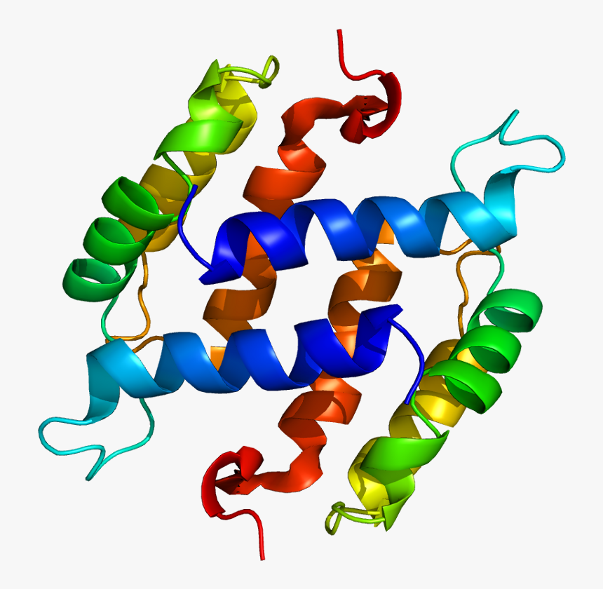 Protein S100b Pdb 1b4c - S100 Protein, HD Png Download, Free Download