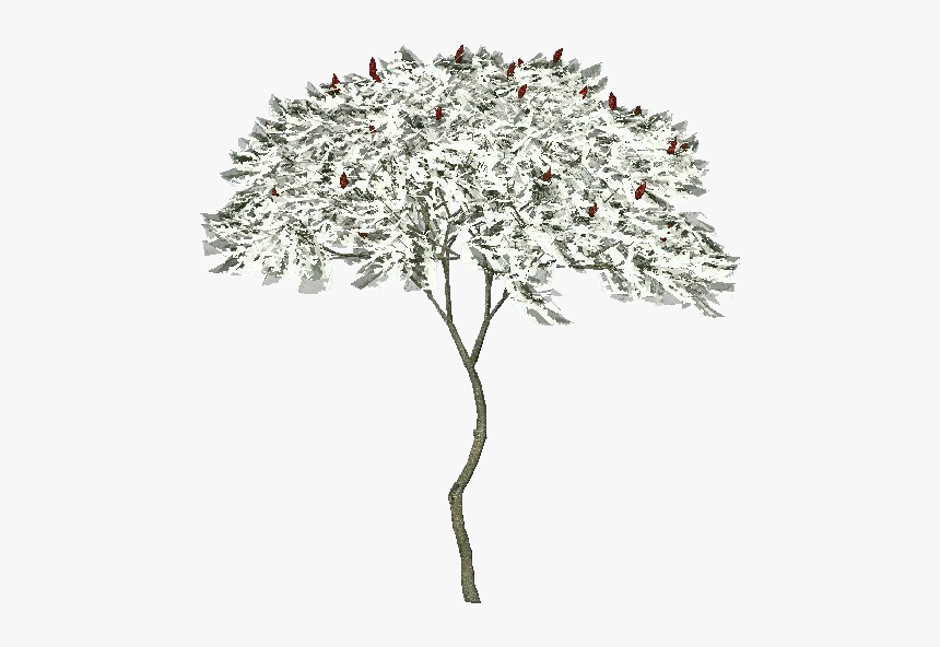 3d Trees - American Sumo - Acca Software, HD Png Download, Free Download