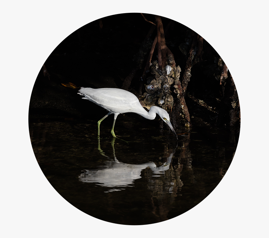 Great Egret, HD Png Download, Free Download
