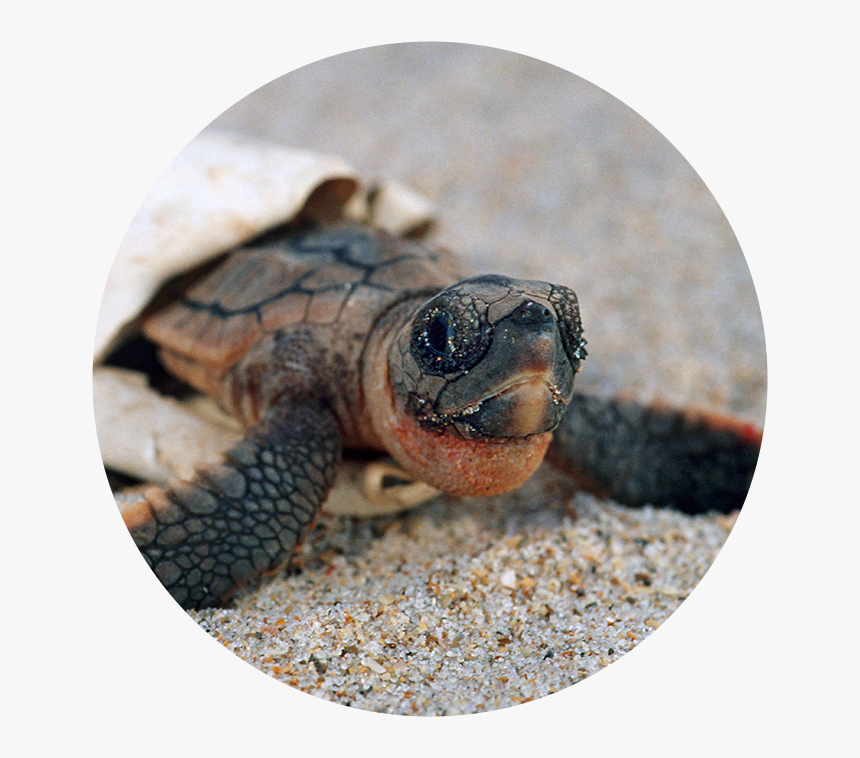 Sea Turtles Hatching, HD Png Download, Free Download