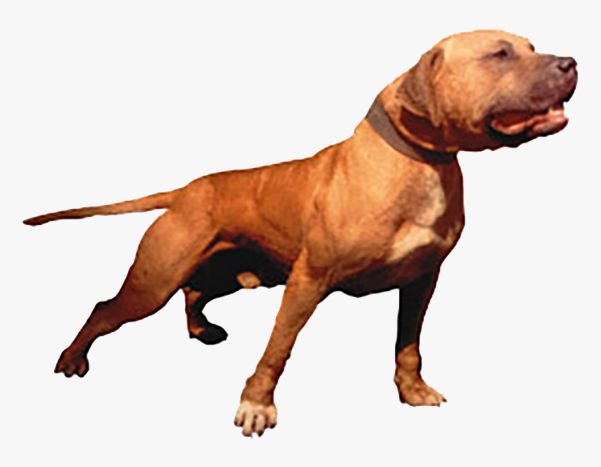 Mayday-png - Real Pitbull, Transparent Png, Free Download