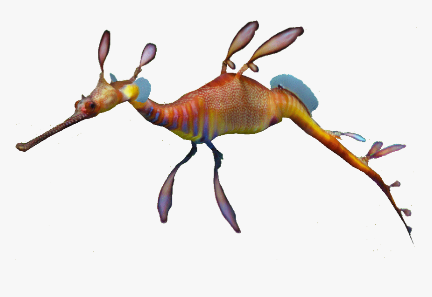 Weedy Sea Dragon , Png Download - Weedy Sea Dragon Transparent, Png Download, Free Download