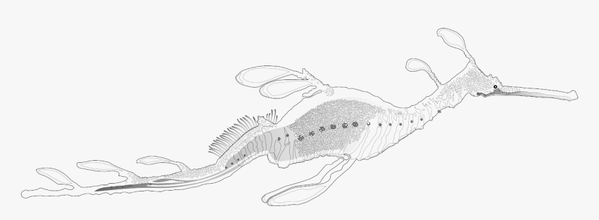 Weedy Sea Dragon Drawings, HD Png Download, Free Download