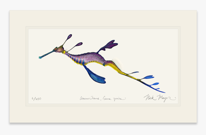 Weedy Seadragon - Weedy Sea Dragon Art, HD Png Download, Free Download