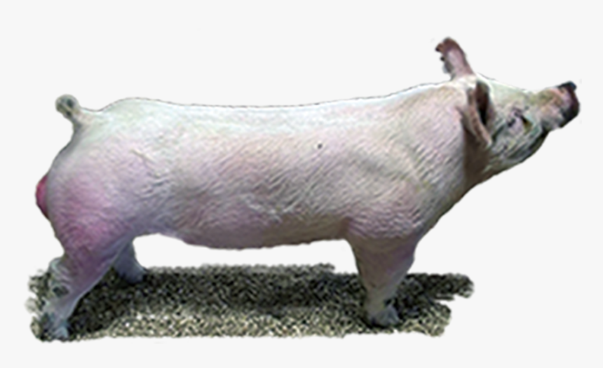 Domestic Pig, HD Png Download, Free Download