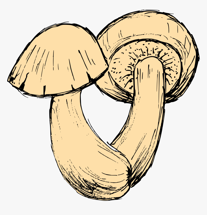 Mushroom Drawing 1 - Agaricus, HD Png Download, Free Download