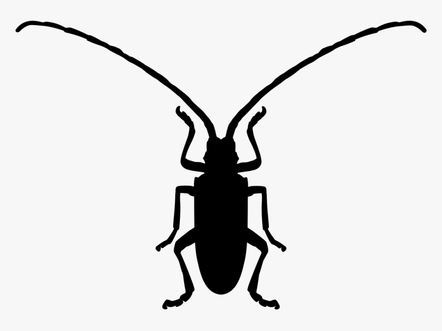 Fungus Beetle Insect Shape - Beetle Shape, HD Png Download, Free Download