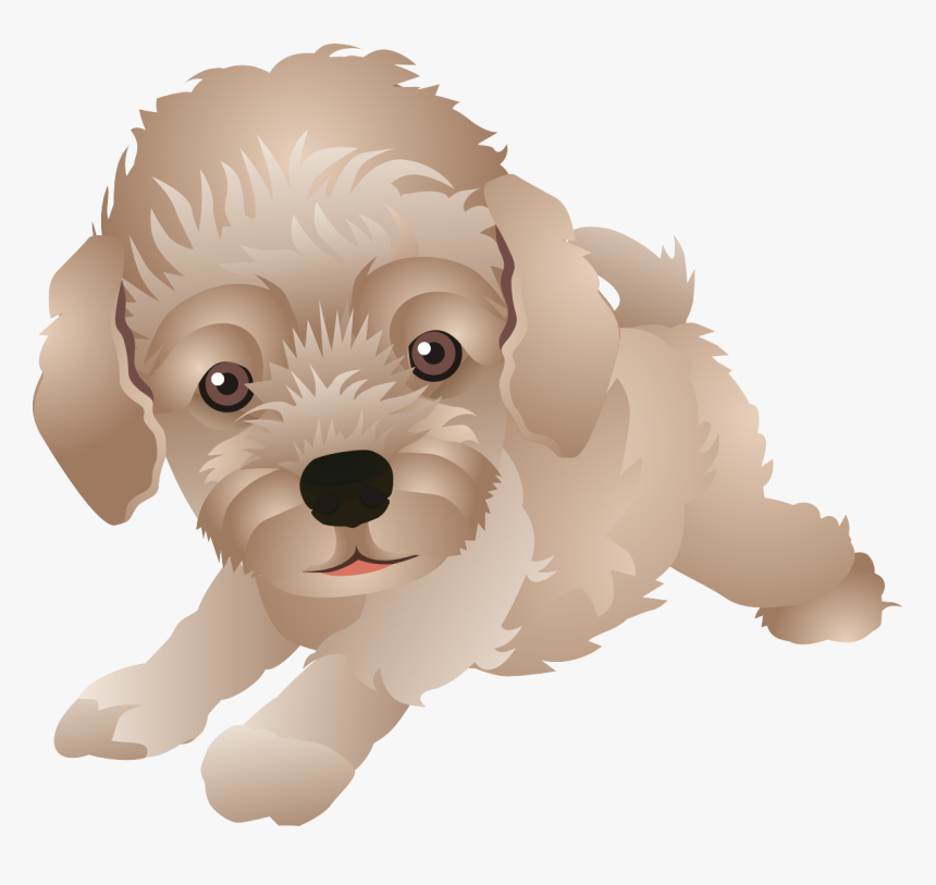 Maltese Dog Schnoodle Cockapoo Havanese Goldendoodle - Schnoodle Cartoon, HD Png Download, Free Download