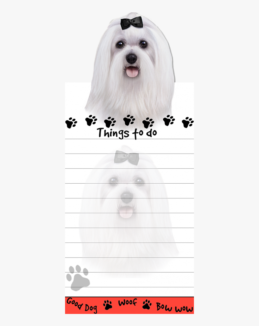 Maltese - Dog Yawns, HD Png Download, Free Download