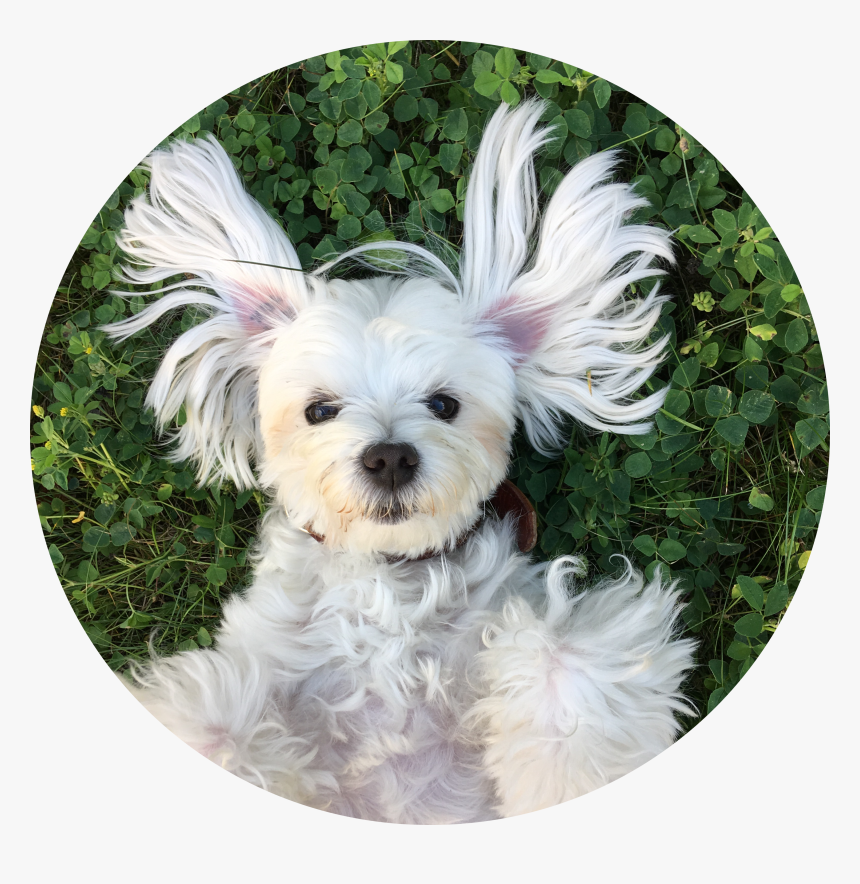 #dog #maltese #freetoedit, HD Png Download, Free Download