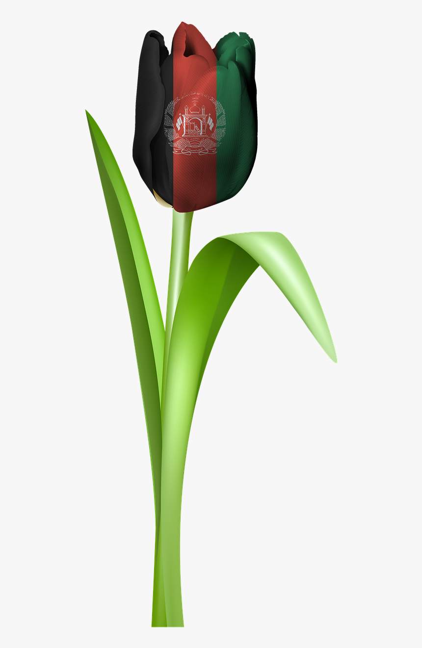 Tulip Iran Tajikistan Free Photo - Afghanıstan Flag Png Hd, Transparent Png, Free Download