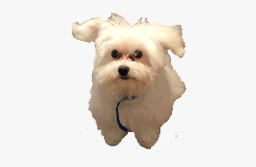 Maltese Doggy Puppy - Maltese, HD Png Download, Free Download