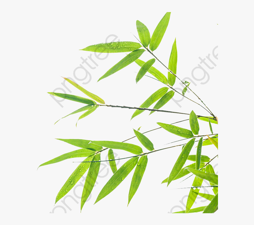 Transparent Free Clipart For Commercial Use - Transparent Background Bamboo Leaves Png, Png Download, Free Download