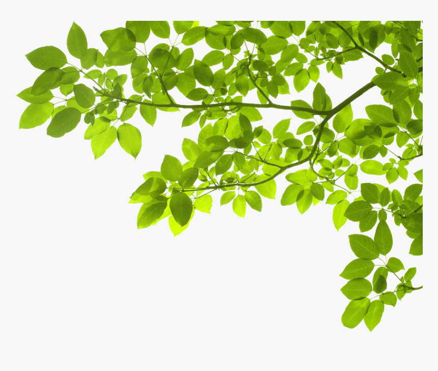 Green Leaves Download Free Png - Tree Branches In Png, Transparent Png, Free Download