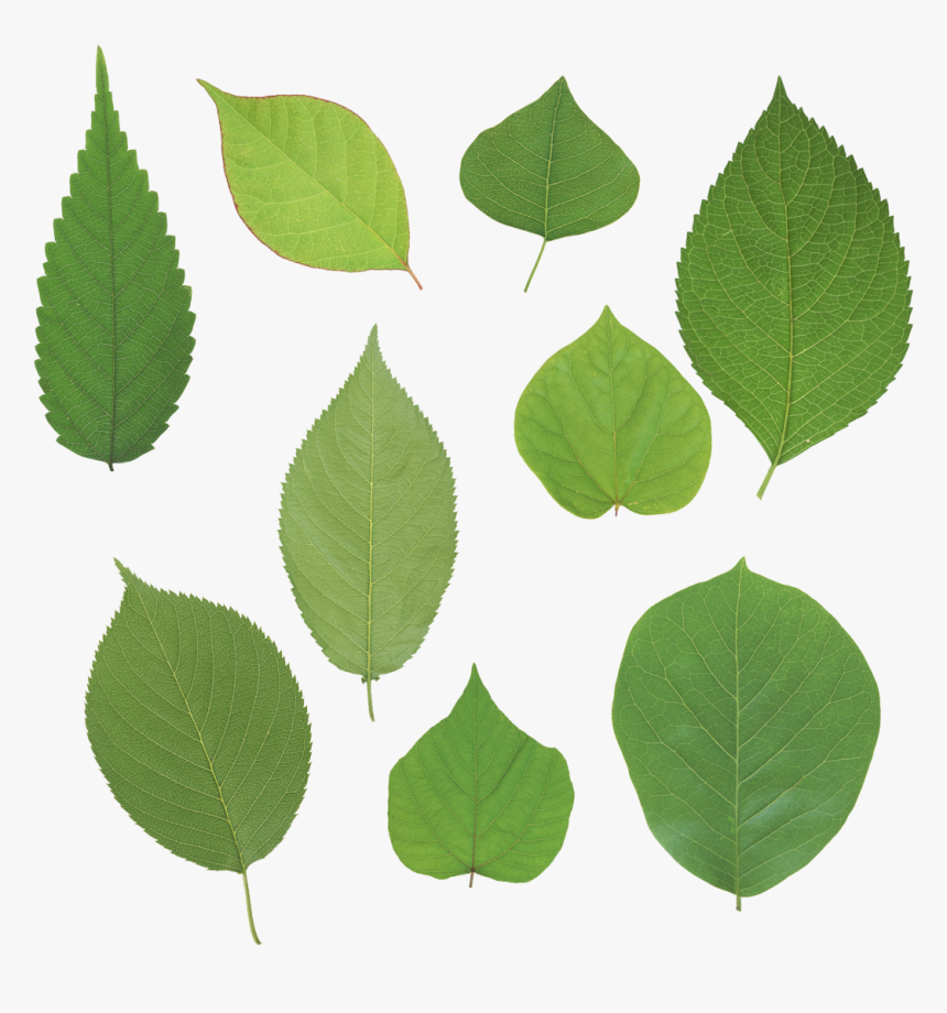 Best Free Green Leaves Png In High Resolution - Текстуры Листьев Png, Transparent Png, Free Download