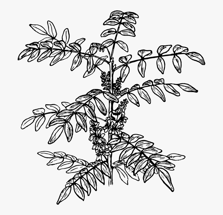 Line Art,plant,flora - Indigofera Leaf Vector, HD Png Download, Free Download