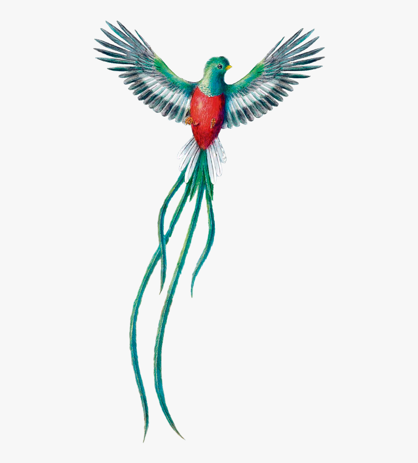 Scbird Bird Quetzal Avenacional Guatemala Freetoedit, HD Png Download, Free Download