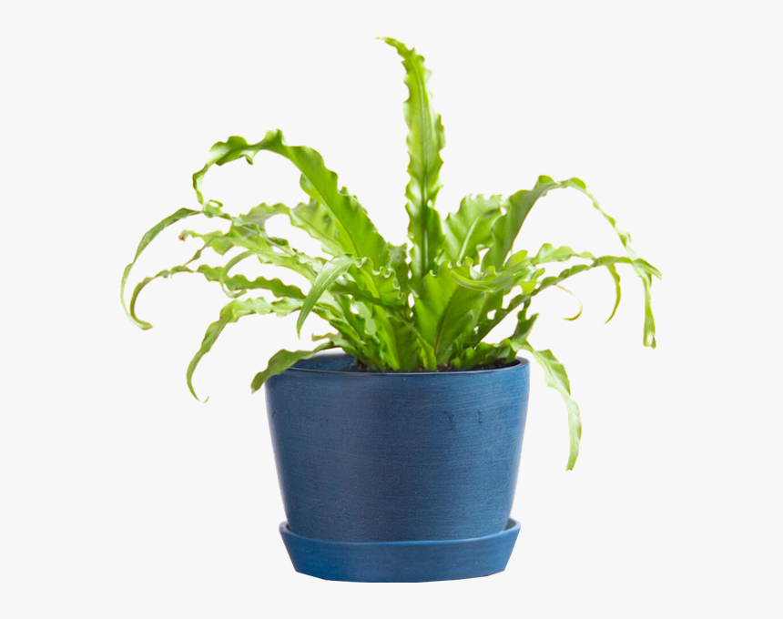 Houseplant, HD Png Download, Free Download