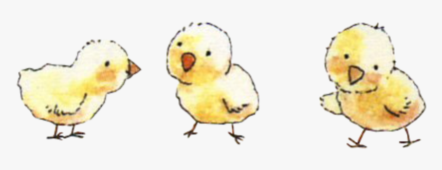 #baby #chicks #freetoedit - Duck, HD Png Download, Free Download