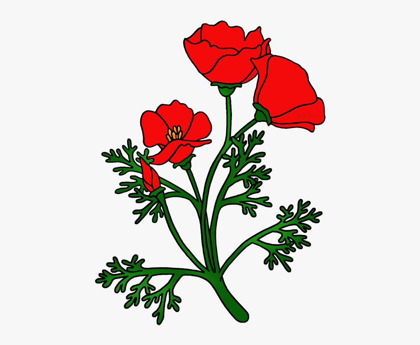 Red Poppy - California Poppy Clip Art, HD Png Download - kindpng.