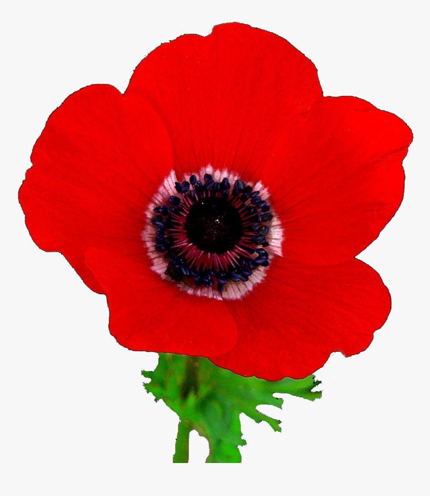 Remembrance Day Poppy Real, HD Png Download, Free Download