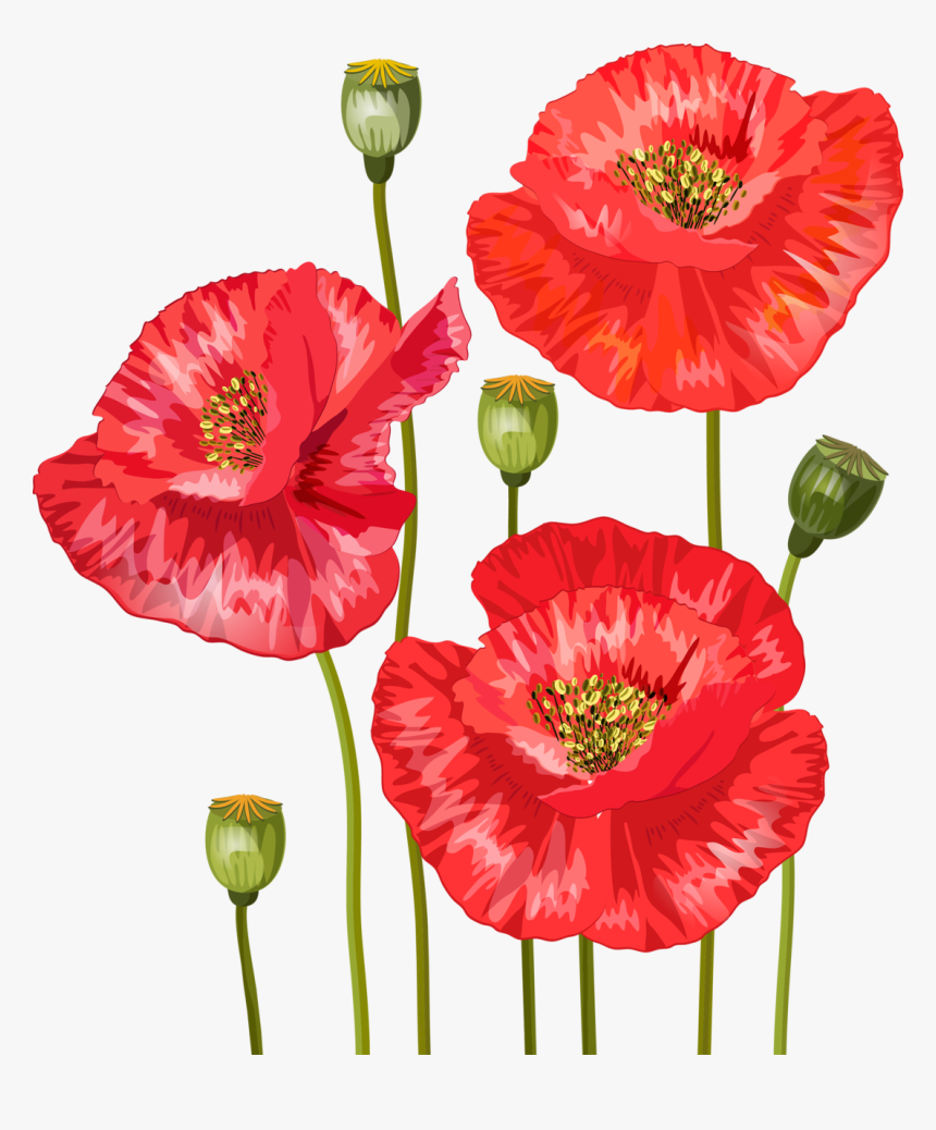 Bouquet Of Red Poppies For Your Design Stock Vector - Bodas Papoula Png, Transparent Png, Free Download