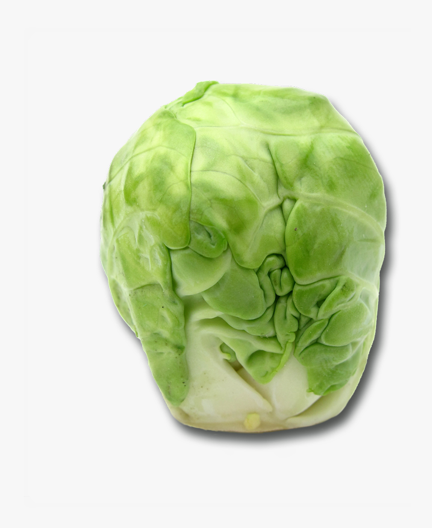 Cabbage, HD Png Download, Free Download