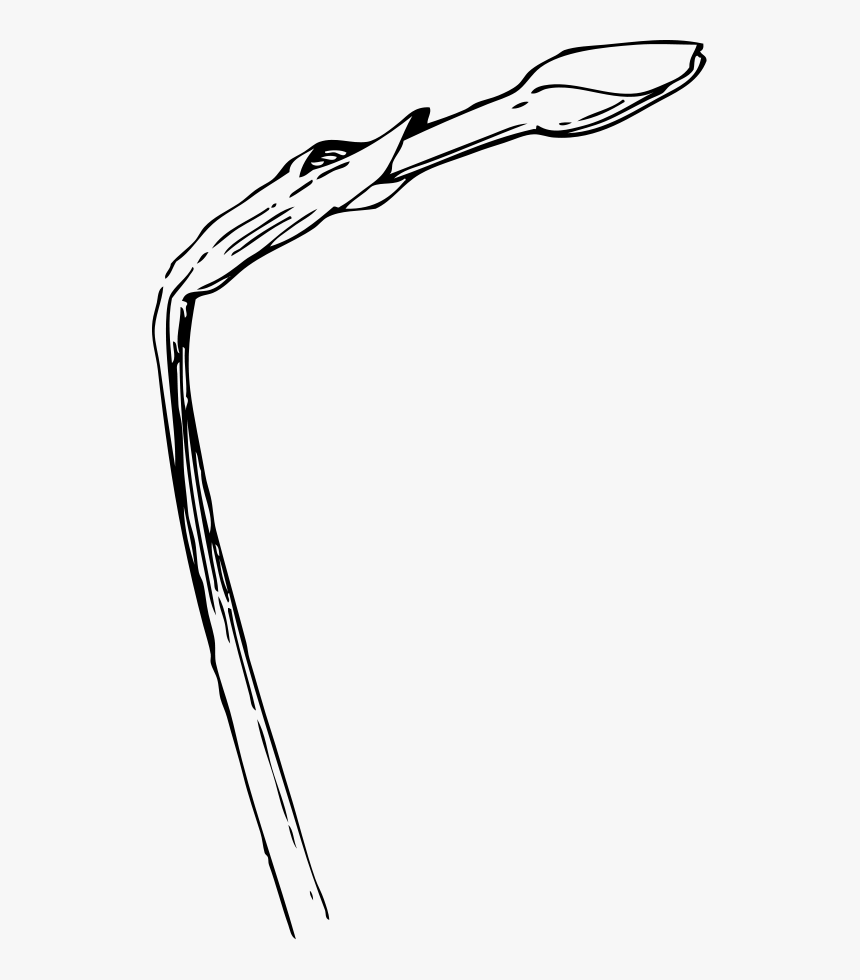 Daffodil Bud Drawing, HD Png Download, Free Download