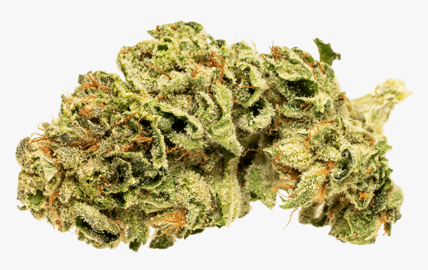 Renew Bud - Cannabis Buds Transparent, HD Png Download, Free Download