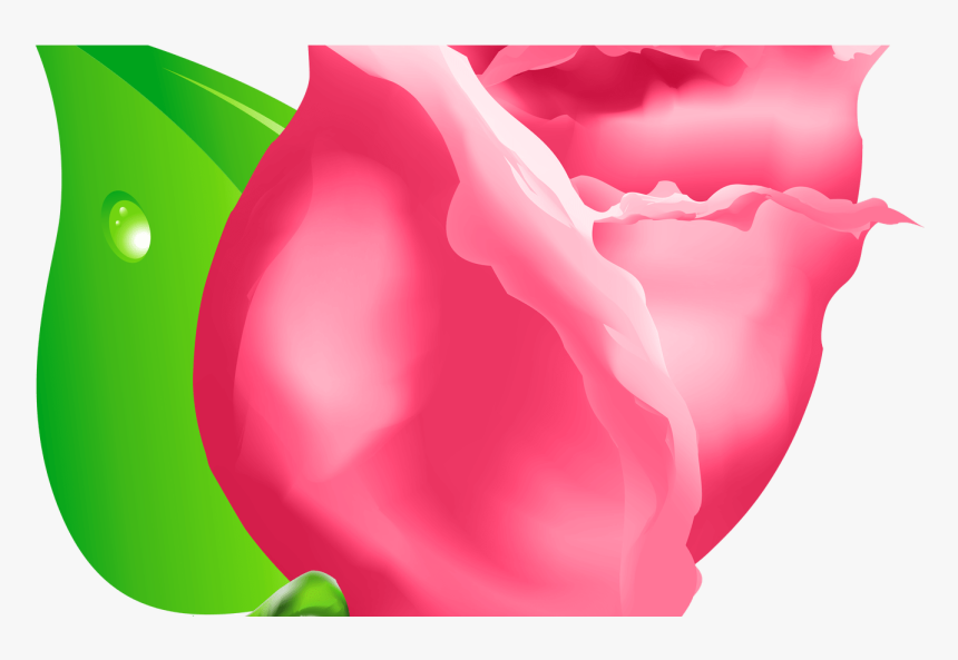 Transparent Rose Bud Clipart - Rose, HD Png Download, Free Download