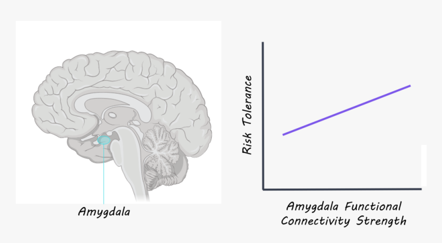 Amygdala - Illustration, HD Png Download, Free Download