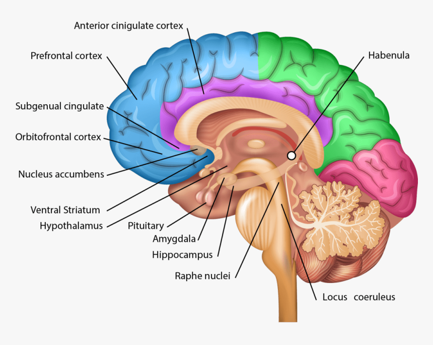 Nervous System Brain Parts, HD Png Download, Free Download