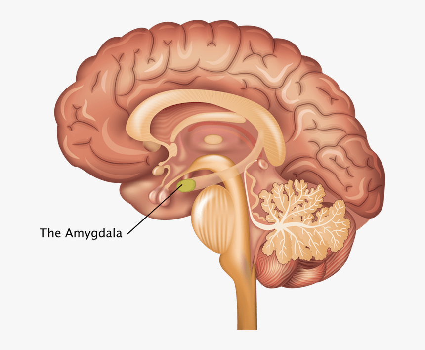 Córtex Pré Frontal Ventromedial, HD Png Download, Free Download