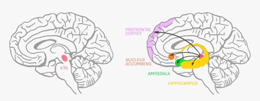 Amygdala Is Responsible For Memory, Decision-making - Ventral Tegmental Area Transparent, HD Png Download, Free Download