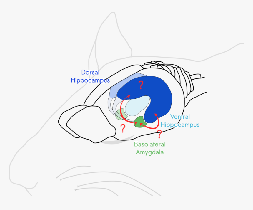 Diagram, HD Png Download, Free Download