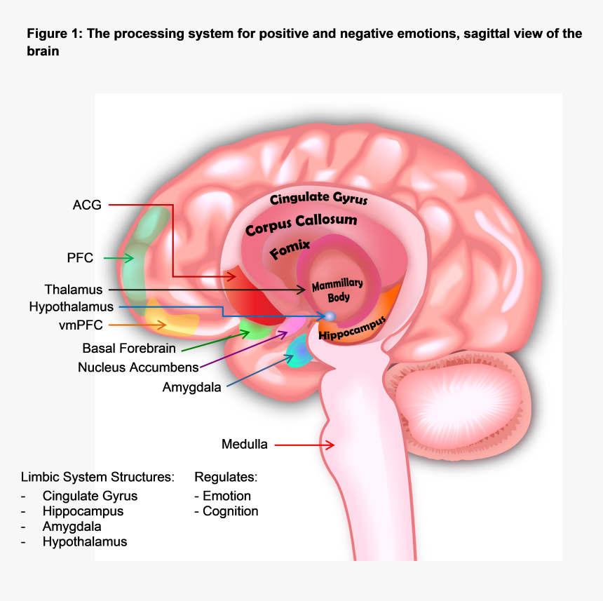 Diagram, HD Png Download, Free Download