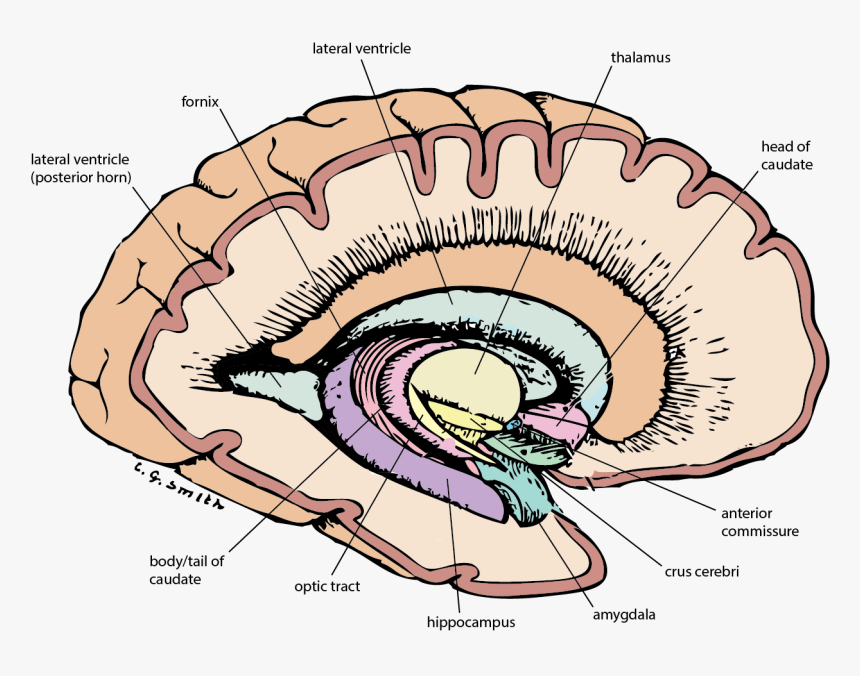 Basal Ganglia Anatomy 3d, HD Png Download, Free Download