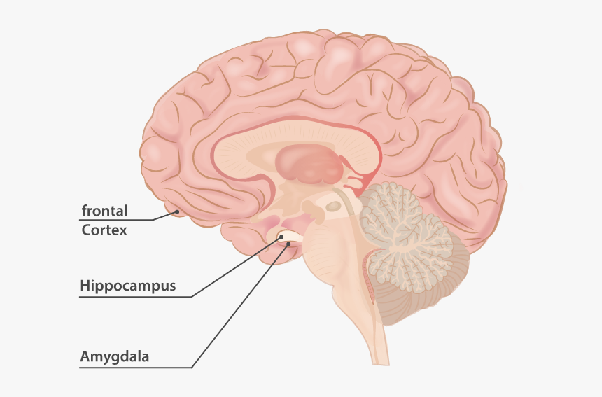 Brain Affected By Exercise, HD Png Download, Free Download