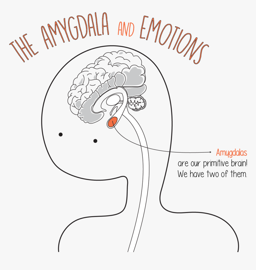 Meet Your Brain , Png Download - Drawing, Transparent Png, Free Download